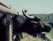 Закарпаття: місцеві ковбої відновлюють популяцію карпатських буйволів та роблять сир моцареллу з буйволячого молока