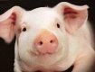 Закарпаття: через африканську чуму у регіоні посилили контроль за транспортуванням свиней та м’яса