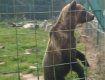 Бурі ведмеді почуваються у Карпатському центрі настільки комфортно, що їх життя продовжується до 35-38 років