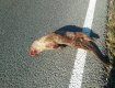 Червонокнижні тварини гинуть під колесами авто на дорогах Закарпаття