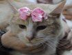 Кого обрали найкрасивішими на котячому фесті в Ужгороді