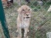 Закарпаття. Екологічний парк на Міжгірщині поповнився молодою левицею