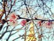  "Скажена" сакура у Мукачево не може зупинитися у цвітінні з грудня 2019-го