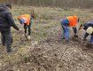 Берегівський лісгосп на Закарпатті. весна квапить садити молоді деревцята