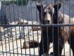 Два нові мешканці їдуть в Реабілітаційний центр для бурих ведмедів до Синевиру