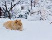 В Закарпатье зимняя погода придет раньше времени 