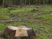 В Закарпатье "охранники леса" не заметили вырубку на 50 миллионов