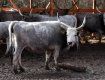 Закарпатье не перестает удивлять: В двух селах выращивают редких коров, цена которых сигает тысячи евро 