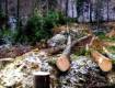  7 мільйонів має відшкодувати лісництво на Закарпатті за вирубаний ліс