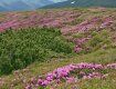 Гора Піп Іван вкрилася цвітом рододендрону