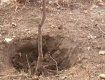 В Ужгороде начали высаживать молодые деревья