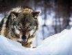 Берегитесь: В Закарпатье по сёлам бродит вожак стаи волков