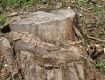 В Закарпатье будут судить черных лесорубов, пиливших деревья в ландшафтном парке