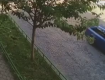 В Мукачево разыскивают автооленя, вытворявшего непонятно что на дороге 