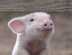 Свиню, яка померла через африканську чуму, знайшли на Закарпатті