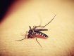 Африканская малярия атакует Украину