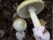 В Закарпатье от отравления грибами пострадали 2 человека