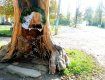 Капличку в стовбурі дерева, якому вже 300 років, облаштували на Закарпатті