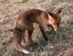 Может дернуть за шнурок: В Ужгороде прямо в парке к людям подбегает лиса