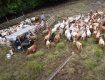 Овцеводы и сыровары горного Закарпатья объединились, чтобы спасти древнее ремесло