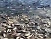 Ужасные масштабы катастрофы на Каховской ГЭС - начался мор рыбы