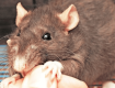 В Закарпатье крыса напала на спавшего малыша 
