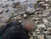 В Закарпатье при побеге в Румынию утонул еще один уклонист 