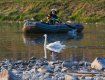 Лебедя з підбитим кром врятували в Ужгороді