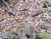 Скрытного лесного кота поймала фотоловушка в Закарпатье