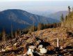 В Закарпатье лесхоз нанес вред окружающей среде больше чем на полмиллиона гривен