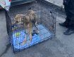 В Ужгороде патрульные пришли на помощь обессиленному псу