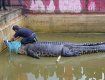 Домашний крокодил убил женщину в Индонезии