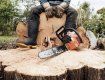 В Закарпатье 42-летнего дровосека будут судить за вырубку деревьев в заповеднике