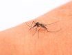 ВОЗ предупреждает о риске лихорадки денге
