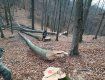 В Закарпатье лесхоз платит за уничтоженные деревья 