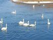 В Закарпатье на реке заметили десятки лебедей