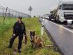 В Чехии пьяный иностранец устроил аварию и спрятался в кукурузе