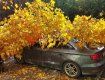 В Закарпатье дерево сдуло прямо на припаркованный Audi (ФОТО)