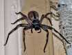 В Закарпатье обнаружили самого ядовитого паука в мире