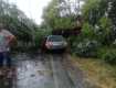 В Закарпатье дерево упало на автомобиль с водителем внутри 