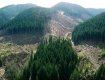 Правительство ограничило сплошные вырубки леса на склонах Карпат