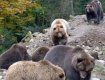 В Закарпатье на 6 гектарах начали строительство нового вольера для медведей