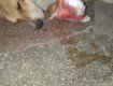 В Закарпатье живодёры изрезали собаку, которую солдаты привезли с войны 