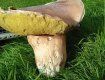 Белый гриб гигантских размеров умудрились найти под Ужгородом