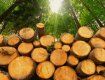 В Закарпатье из-за "охранников" леса вырубили почти четыре сотни деревьев