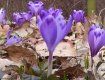 В Закарпатье уже можно посмотреть весну: В дендропарке “Березинка” зацвел шафран 
