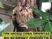 Неписаный восторг: В Ужгороде собака подружилась с совой