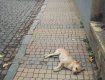 Закарпаття. Отруєні собаки помирають страшкою смертю в Хусті!