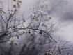 Невероятно, но факт: На Закарпатье в начале апреля передают дикие заморозки 