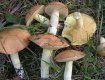 В Закарпатье начался грибной сезон: есть первые жертвы отравления 